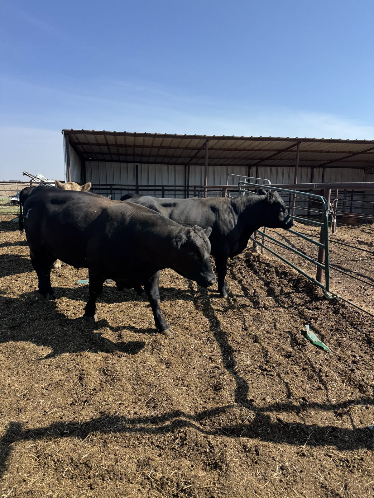 Ellison family cattle on native grass, Texas Panhandle