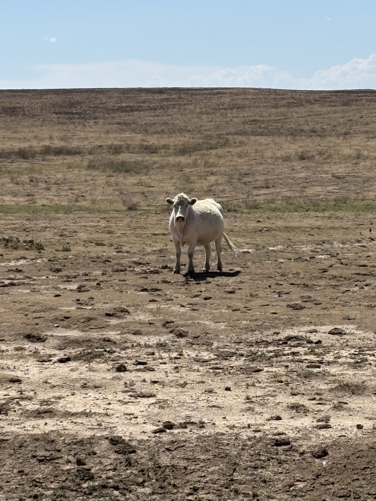 Ellison family cattle on native grass, Texas Panhandle