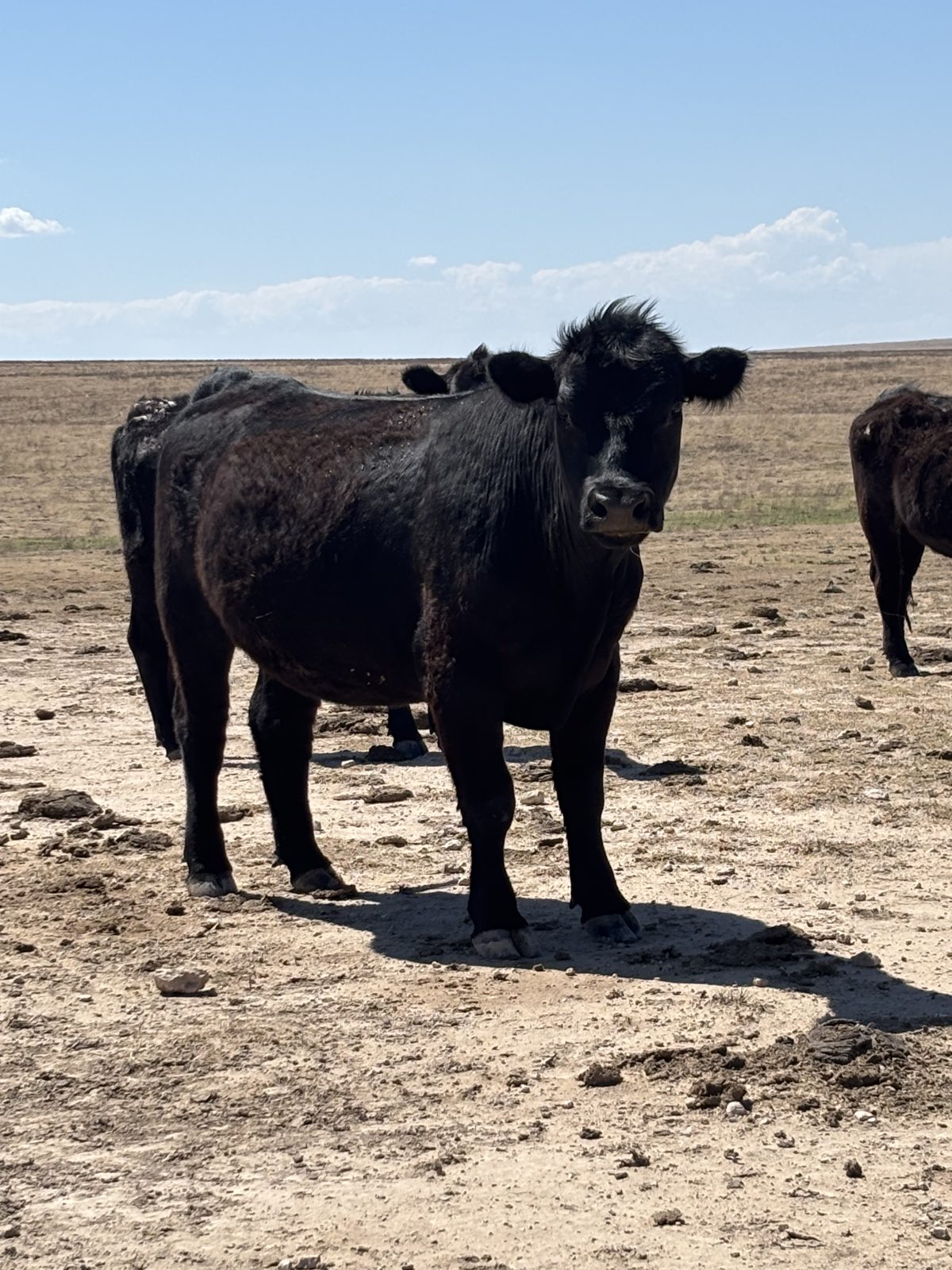 Black Angus cow in the Ellison herd, Texas Panhandle