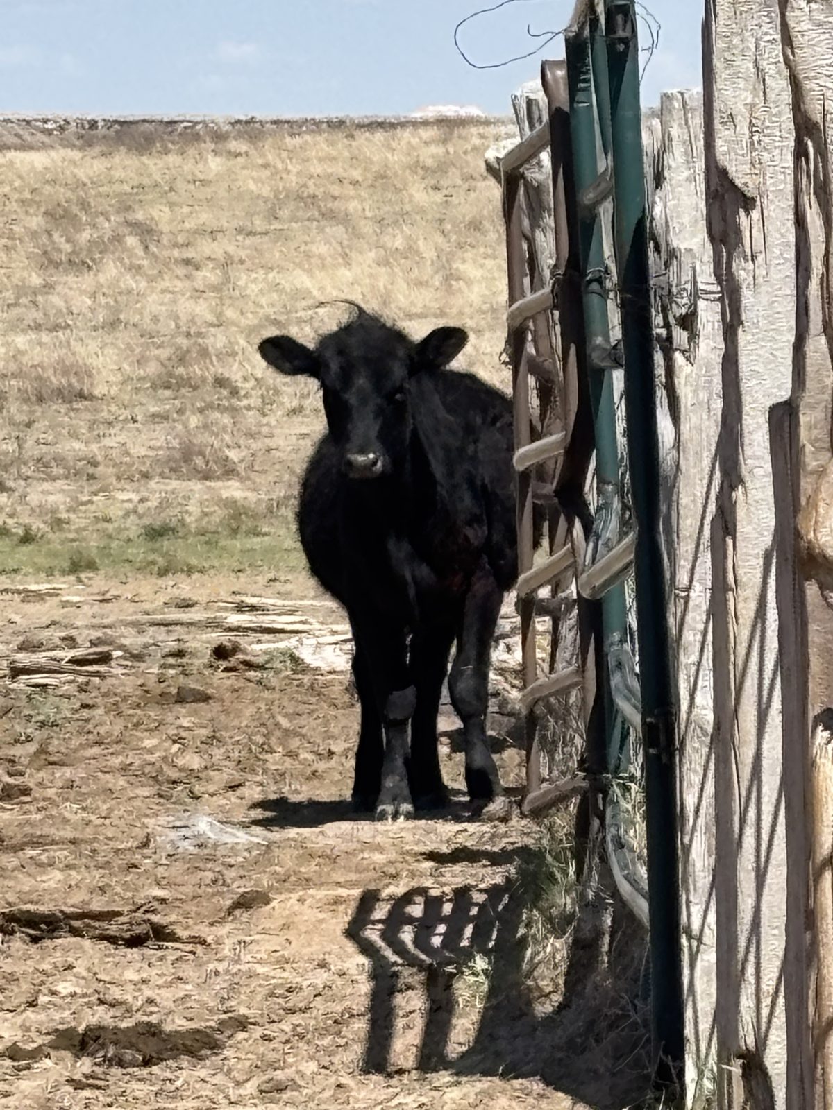 Ellison cattle at a pasture gate, Texas Panhandle