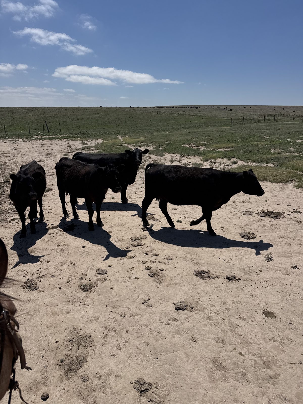 Ellison family cattle on native grass, Texas Panhandle