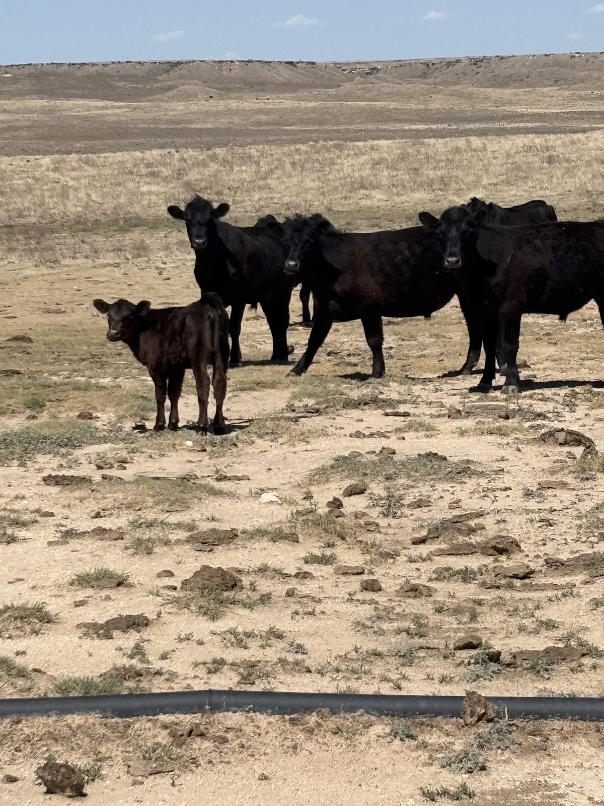 Ellison family cattle on native grass, Texas Panhandle