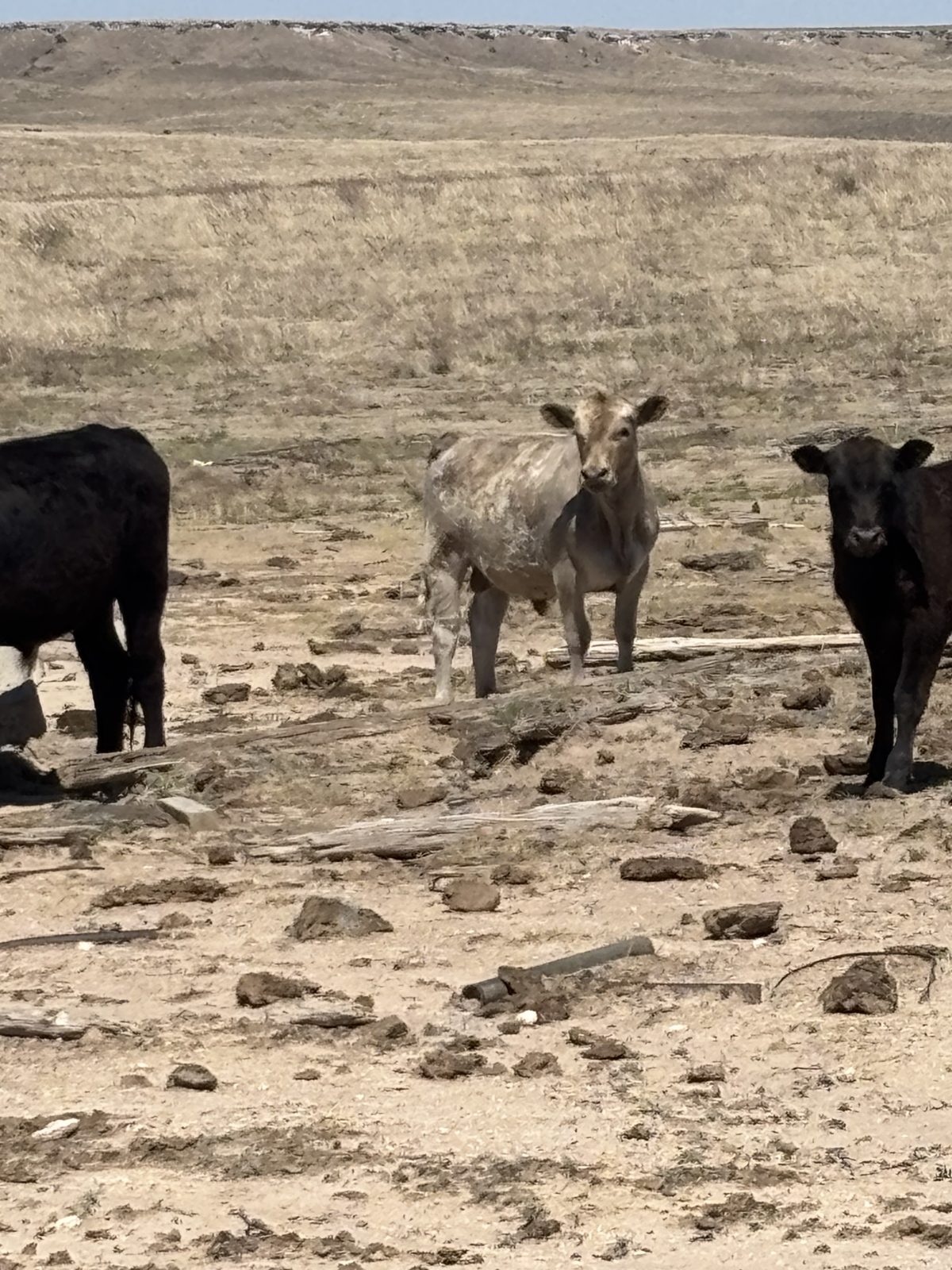 Ellison family cattle on native grass, Texas Panhandle