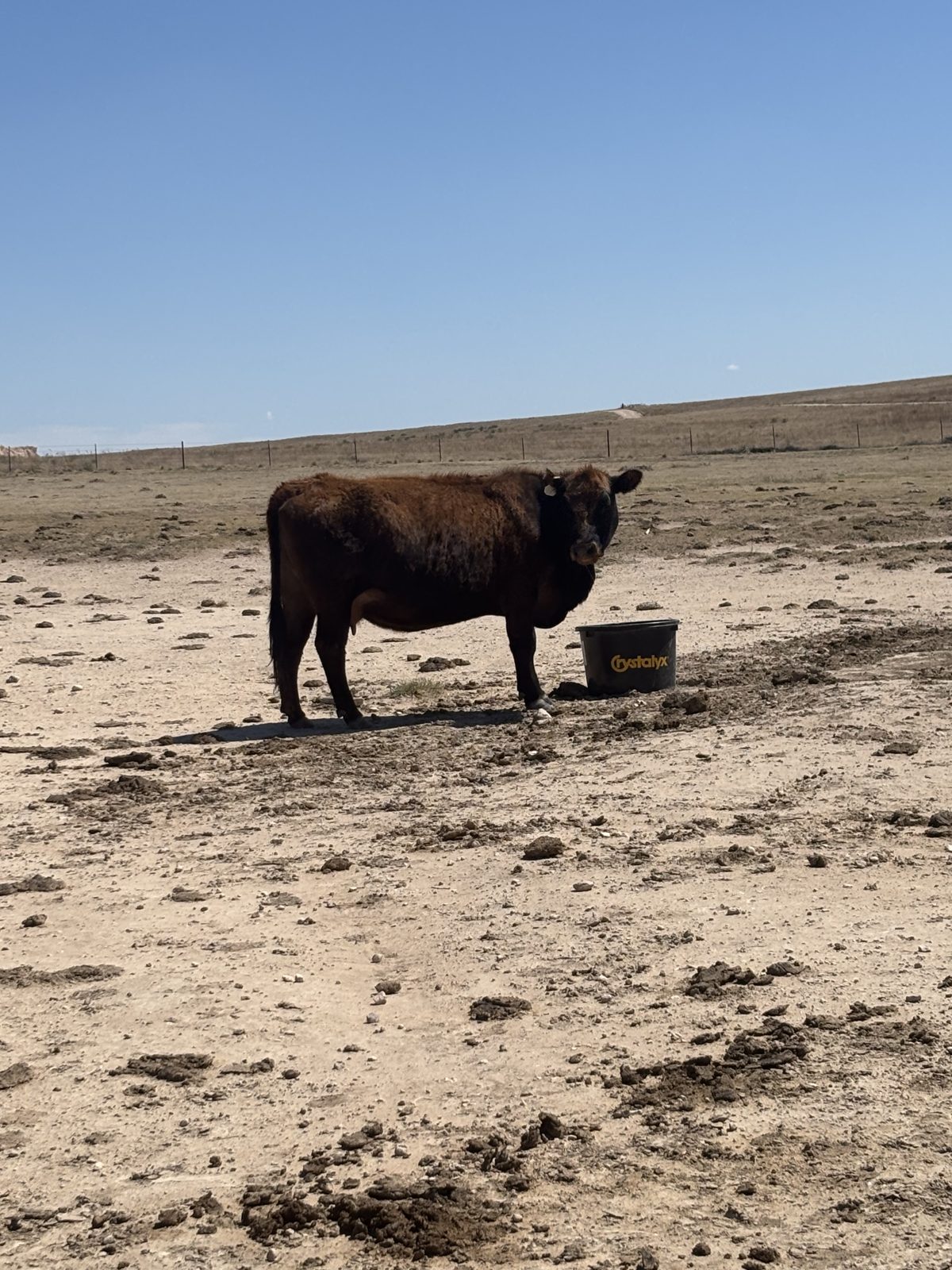 Ellison family cattle at a free-choice protein tub on native pasture, Texas Panhandle