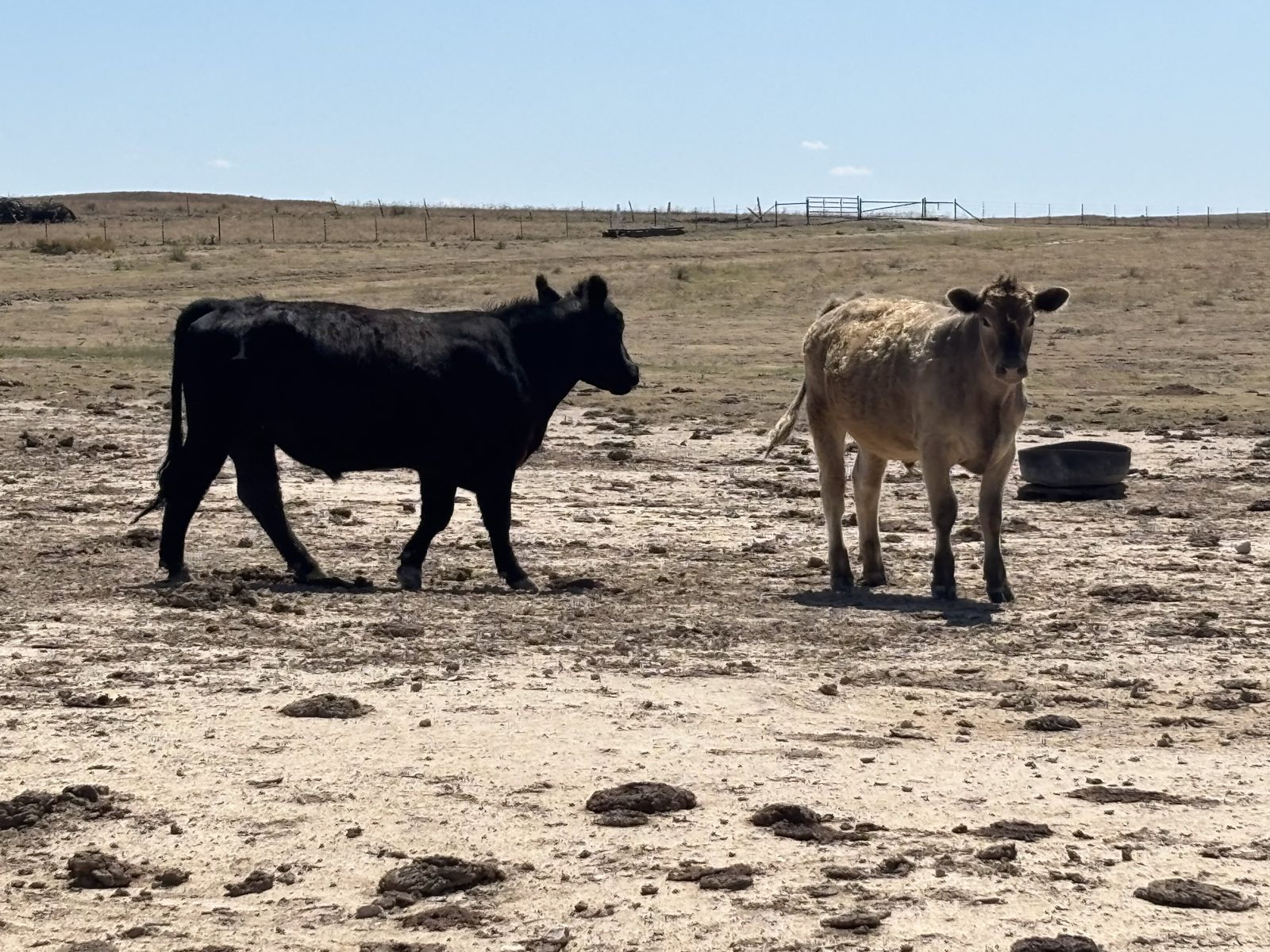 Working pens and corrals on the Ellison ranch, Texas Panhandle