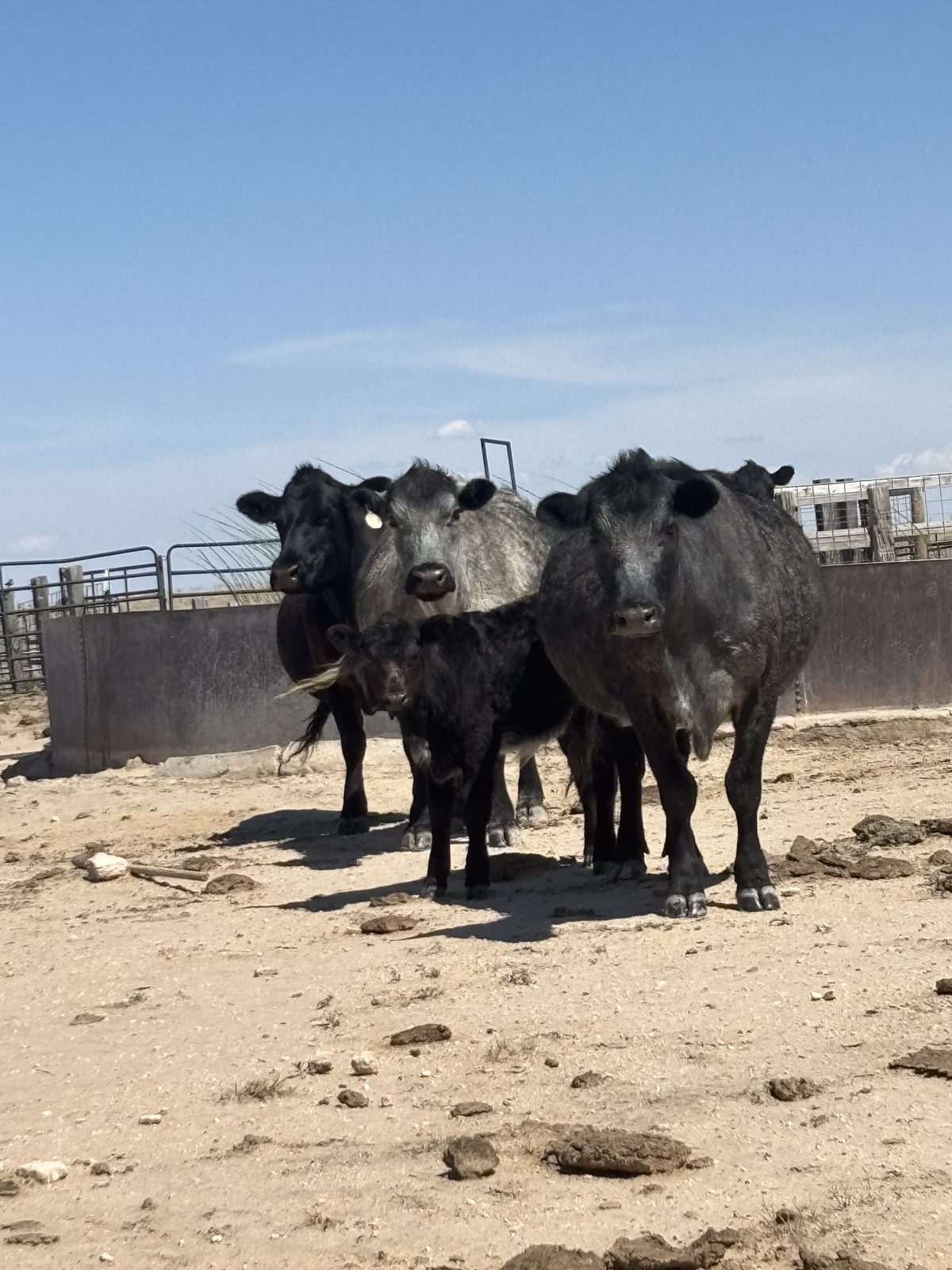 Working pens and corrals on the Ellison ranch, Texas Panhandle