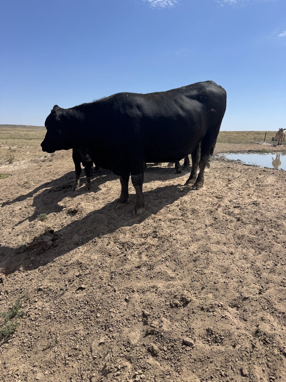 Livestock water on the Ellison ranch, Texas Panhandle