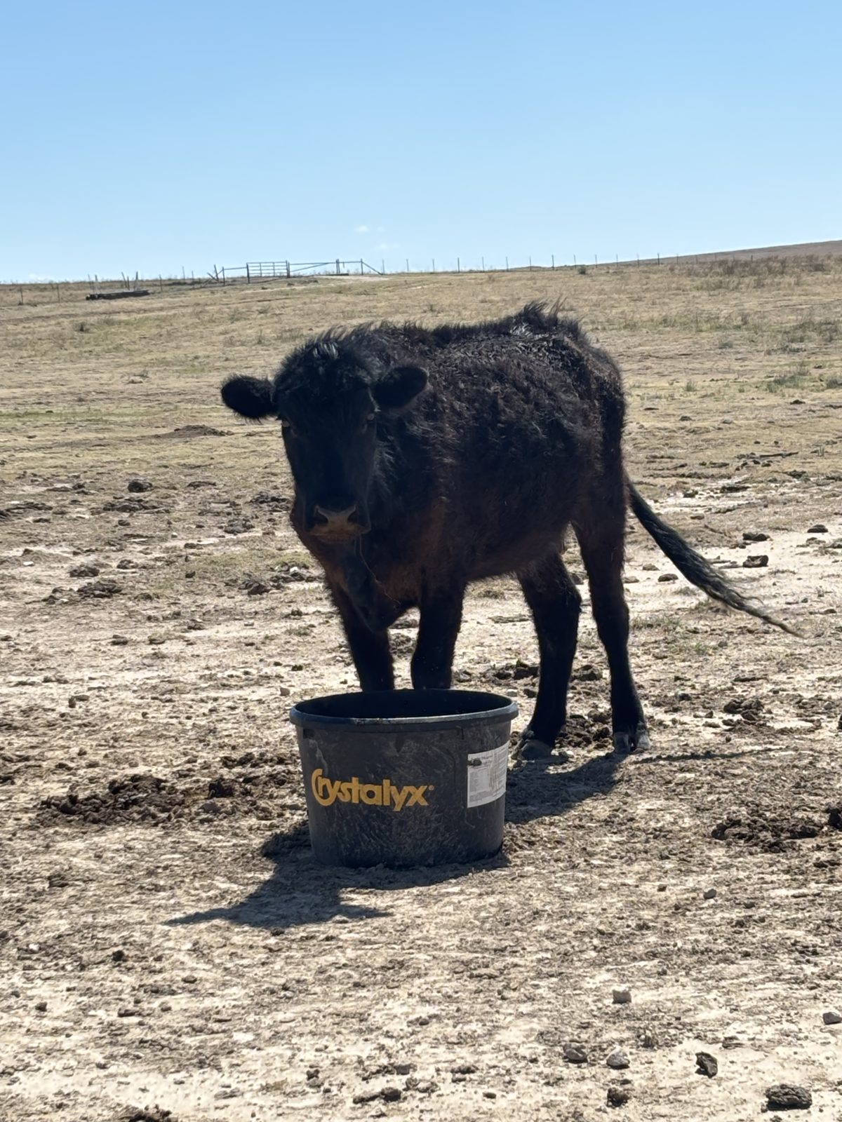 Ellison family cattle at a free-choice protein tub on native pasture, Texas Panhandle
