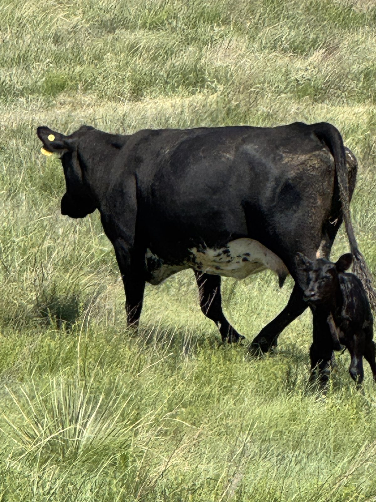 Ellison Land and Cattle cow and calf on native grass, Texas Panhandle