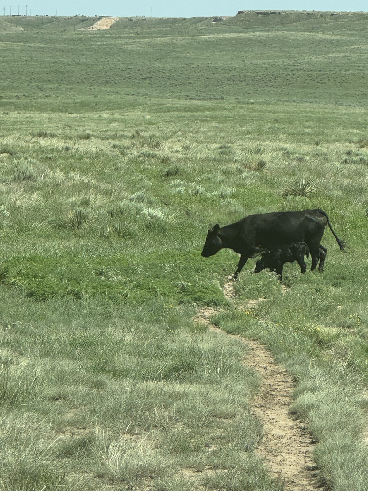 Ellison Land and Cattle cow and calf on native grass, Texas Panhandle