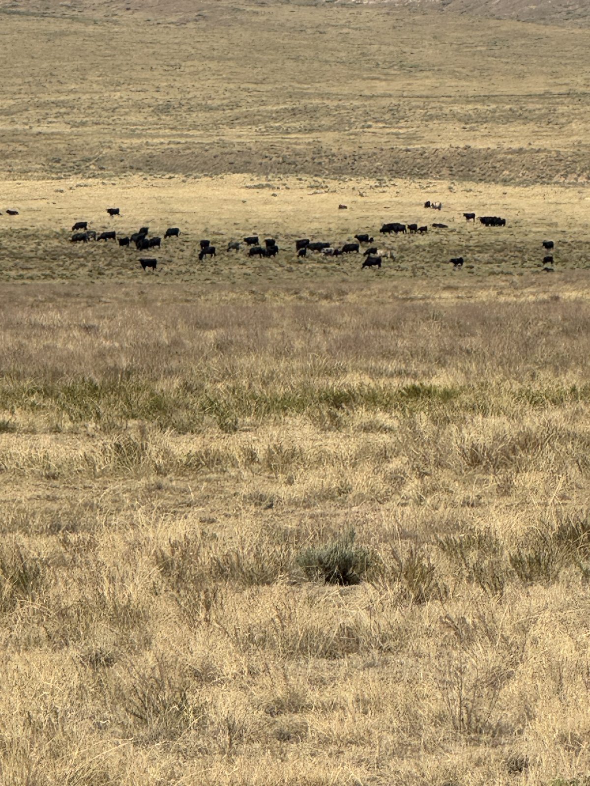 Ellison herd on dry native pasture, Texas Panhandle