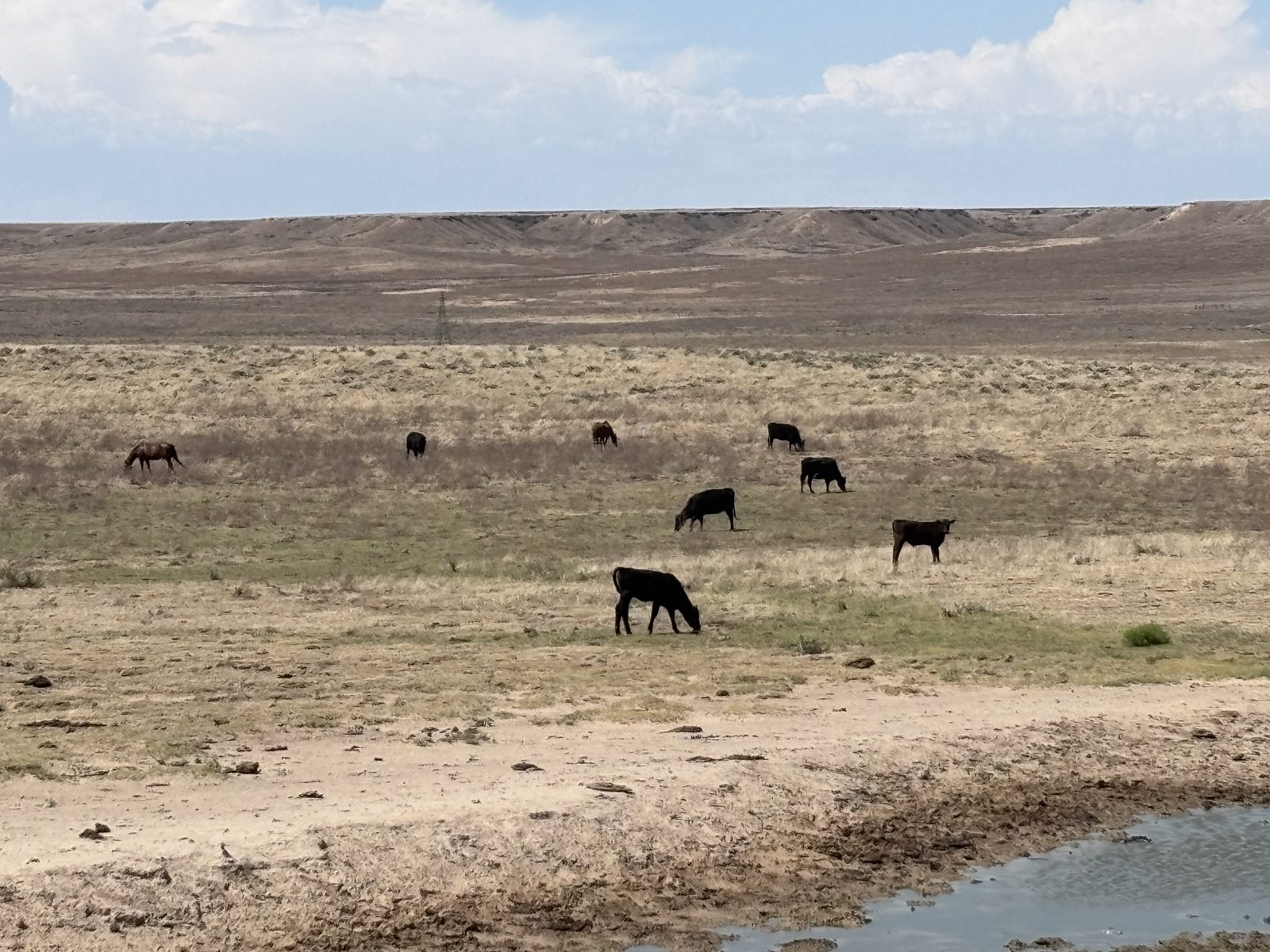 Ellison herd grazing open rangeland, Texas Panhandle