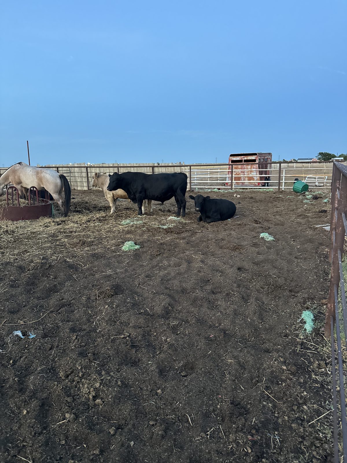 Ranch horses at the Ellison family place, Texas Panhandle
