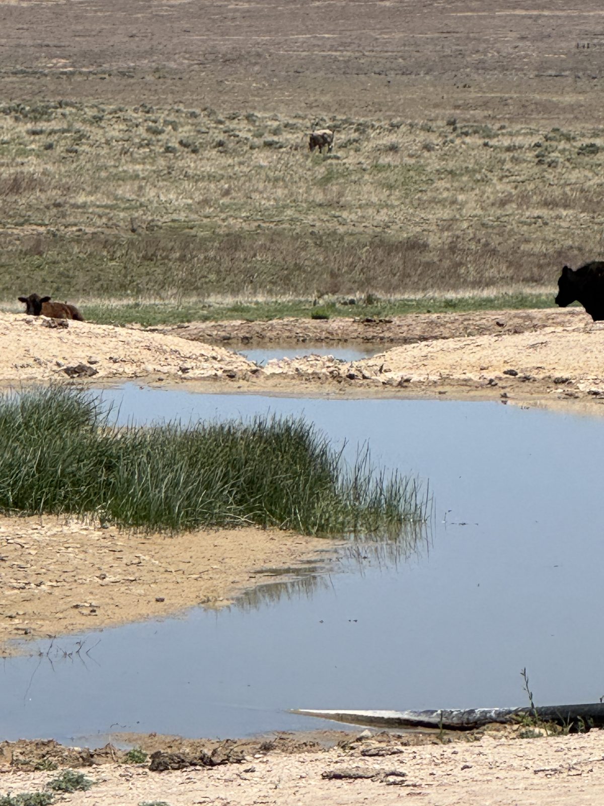 Livestock water on the Ellison ranch, Texas Panhandle