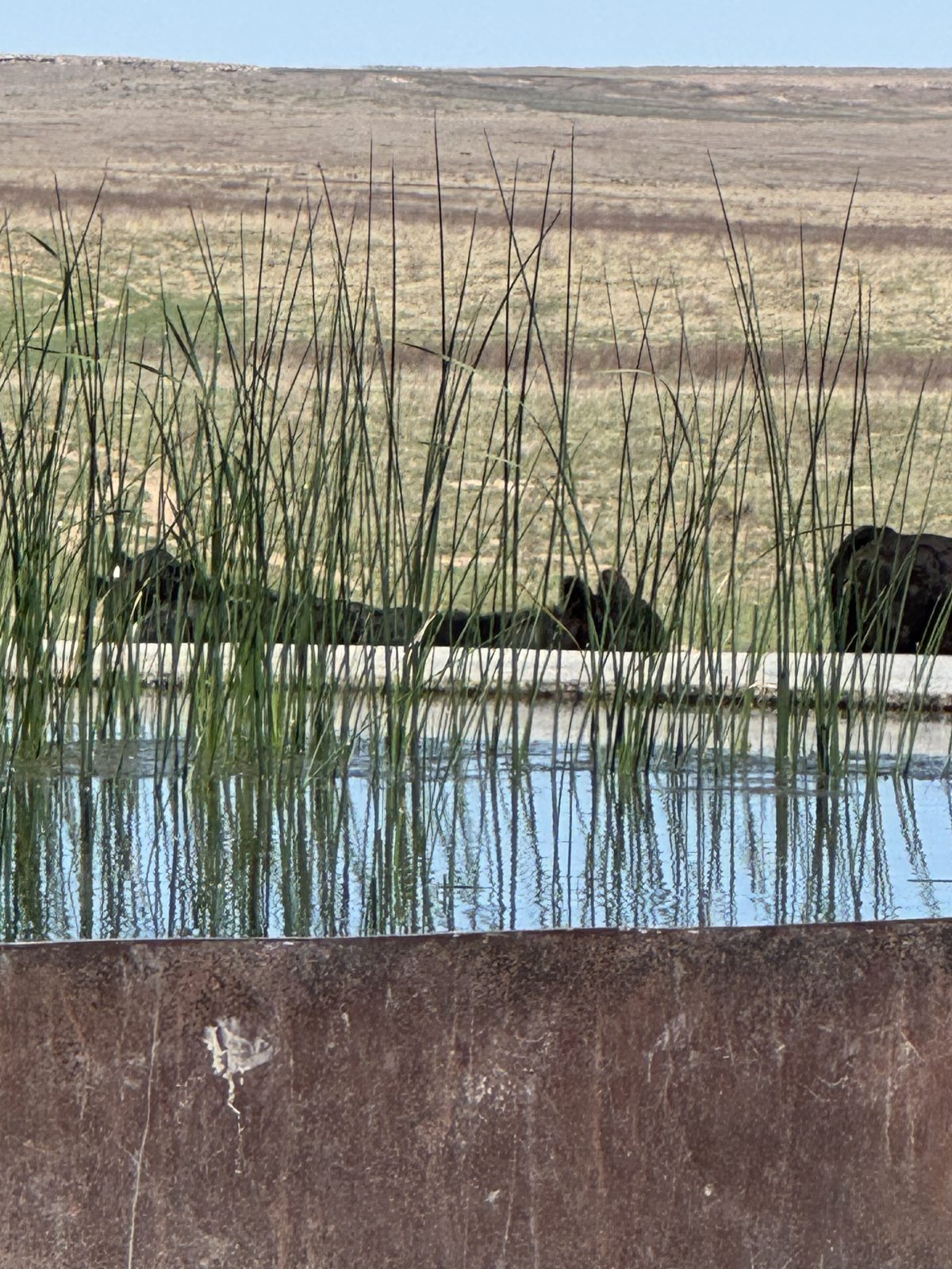 Livestock water on the Ellison ranch, Texas Panhandle