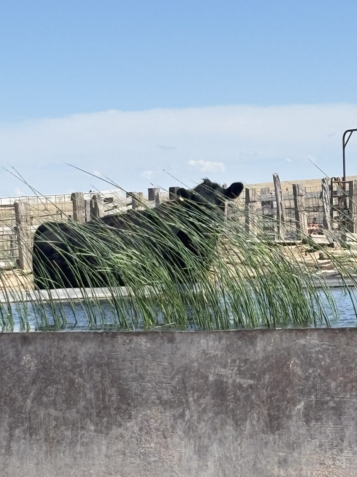 Livestock water on the Ellison ranch, Texas Panhandle
